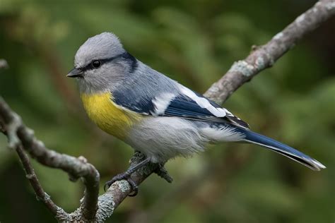 sikorka lazurowa|Cyanistes [cyanus or flavipectus] (Azure or Yellow